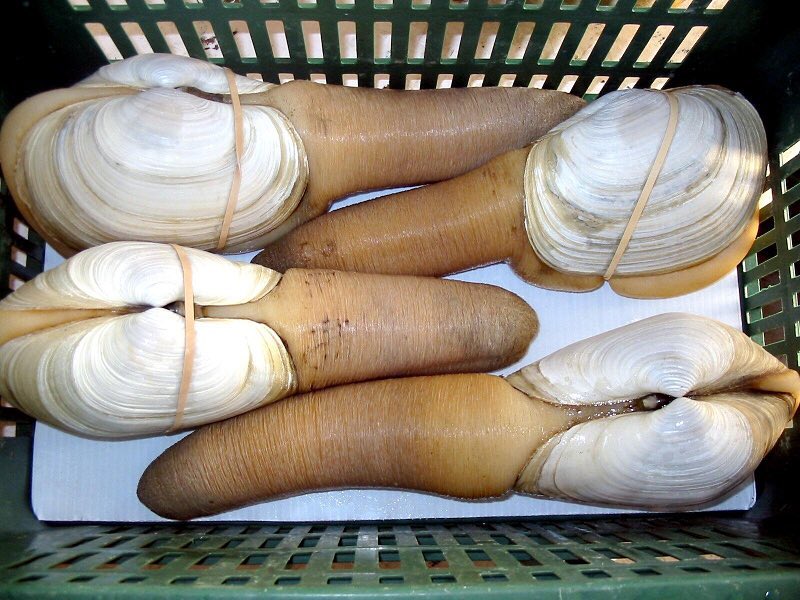 Canadian Geoduck Live Geoduck Clam | Pacific Wild Pick