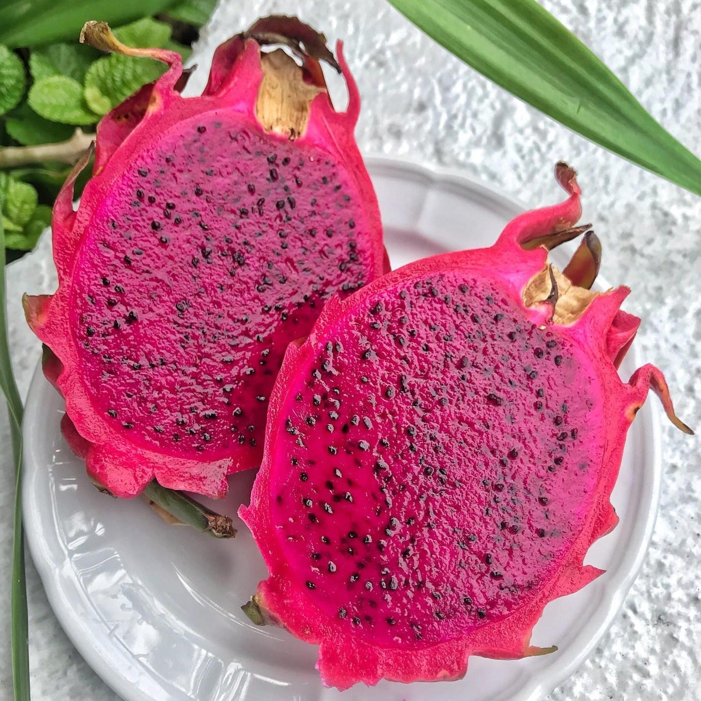 Pink Ruits Pink Dragon Fruit