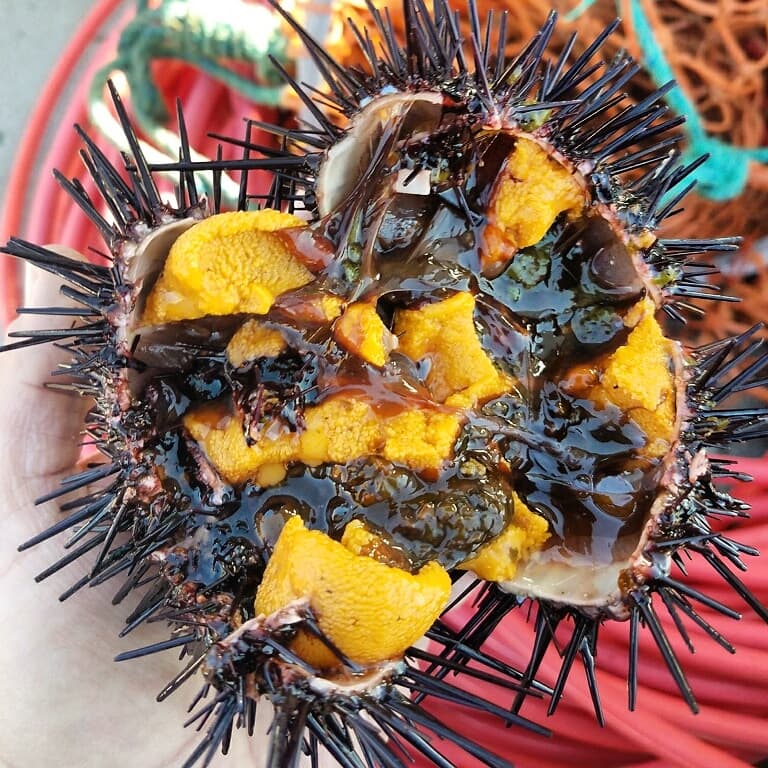 pacific wild pick sea Urchin live