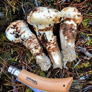 wild matsutake mushroom