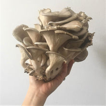 Load image into Gallery viewer, Blue oyster mushroom delivery
