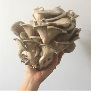 Blue oyster mushroom delivery