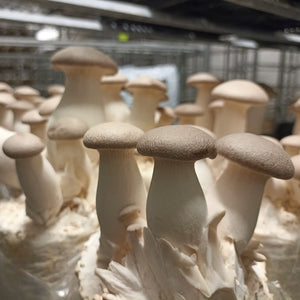 local organic mushroom
