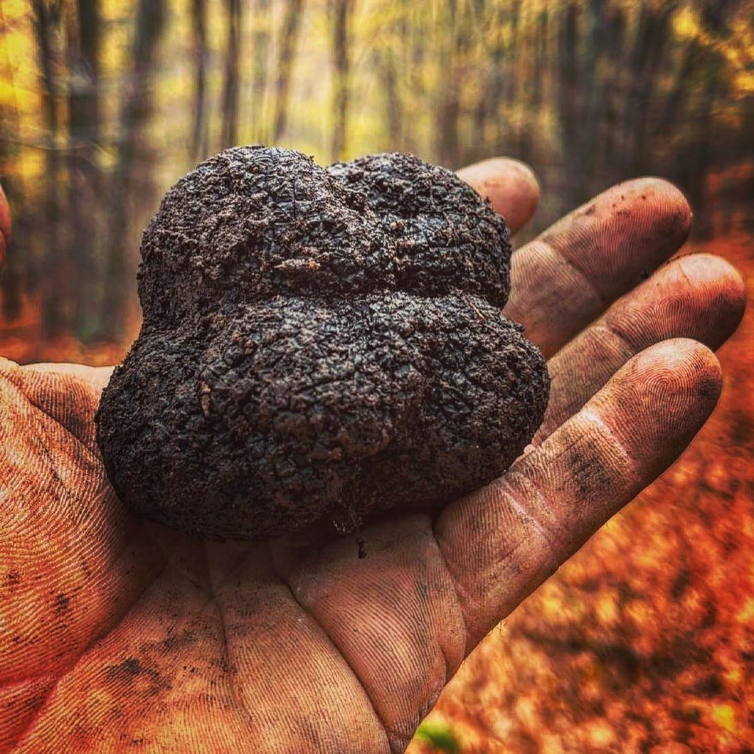 Buy Perigord Truffle