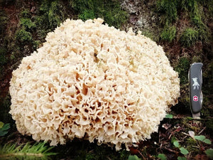 Cauliflower Mushroom - Fresh.