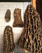 Load image into Gallery viewer, Morilles Séchées
