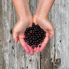 Load image into Gallery viewer, Frozen Huckleberry berries 2lbs pouch.
