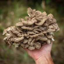 Load image into Gallery viewer, Buy Hen of the woods mushroom
