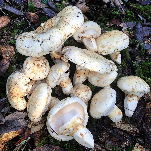 Buy wild mushrooms Pacific wild pick