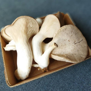 buy mushrooms canada