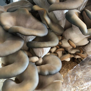oyster mushrooms wild and tasty
