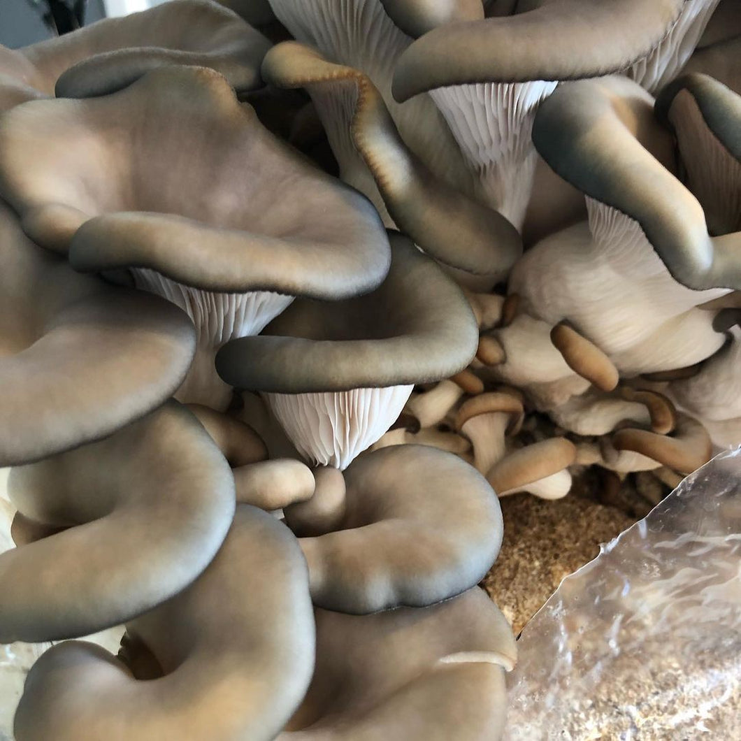oyster mushrooms wild and tasty