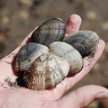 Load image into Gallery viewer, Hand Picked Manila Clams.
