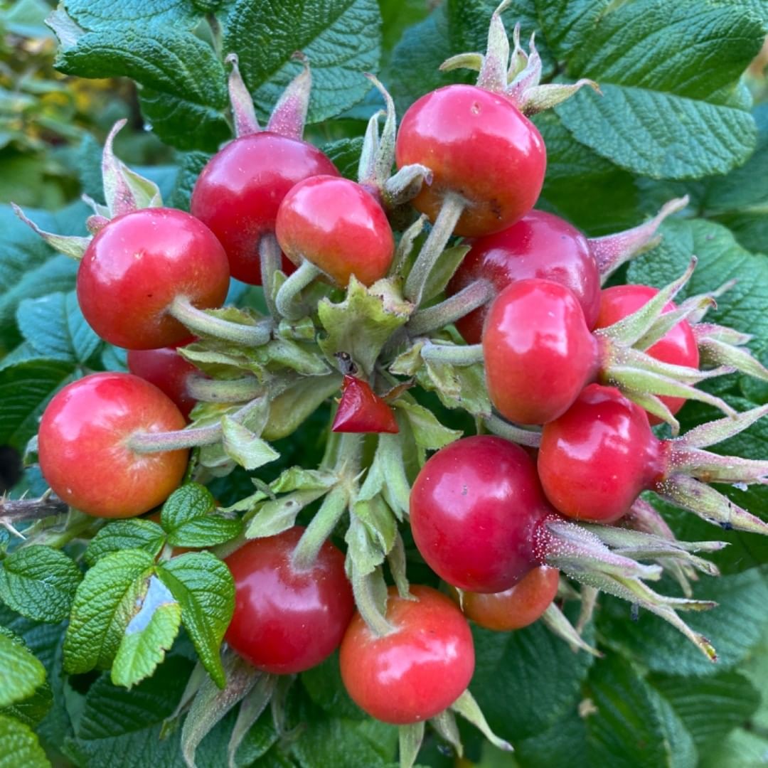 Wild Harvest- Dried Rose Hips | Pacific Wild Pick