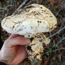 Load image into Gallery viewer, Matsutake pacific wild pick
