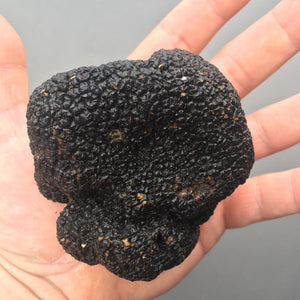 Fresh Italian black truffle