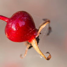Load image into Gallery viewer, Rosehip wild harvest
