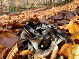 black trumpet mushroom