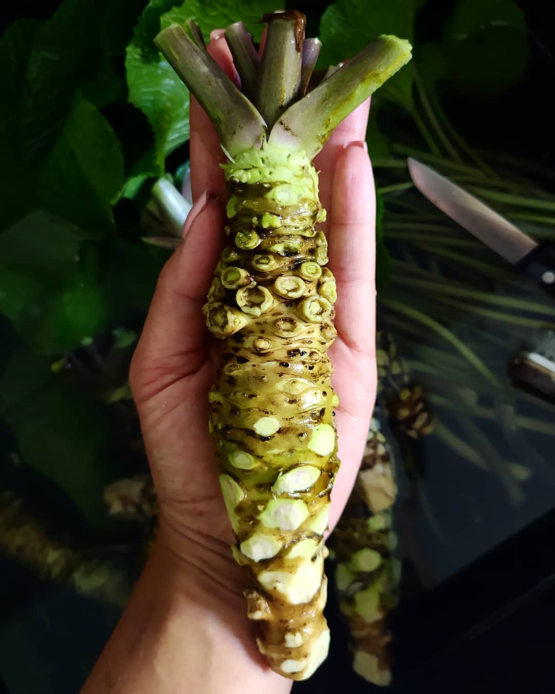 wasabi_mama Fresh Japanese Wasabi root 山葵 - Pacific Wild Pick