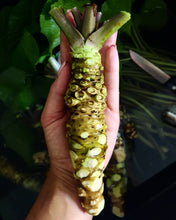 Load image into Gallery viewer, Wasabi fresh harvest 
