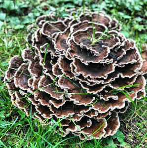 Turkey Tail Mushroom