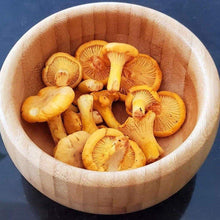Load image into Gallery viewer, Golden Chanterelle Mushroom - Button Chanterelle.
