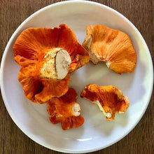 Load image into Gallery viewer, Lobster Mushroom - Dry.
