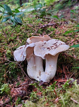 Load image into Gallery viewer, White Chanterelle - PRE-ORDER.
