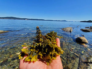 Seaweed Flakes or Fronds Canadian Wild.