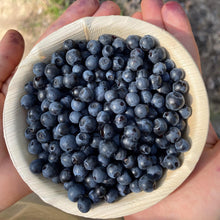Load image into Gallery viewer, Enjoy spray free organic wild blueberries
