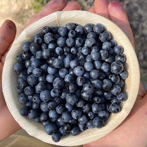 Enjoy spray free organic wild blueberries