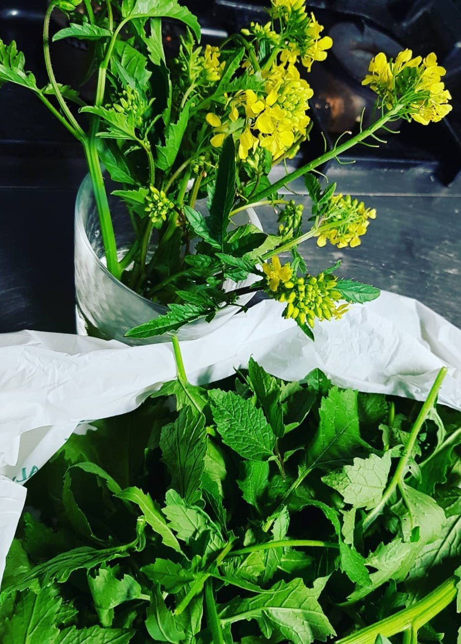 Wild Mustard herb