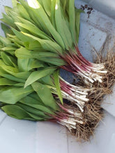 Load image into Gallery viewer, Ramps: Wild Leeks sustainable harvest.
