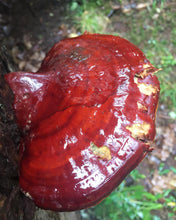Load image into Gallery viewer, Canadian Reishi
