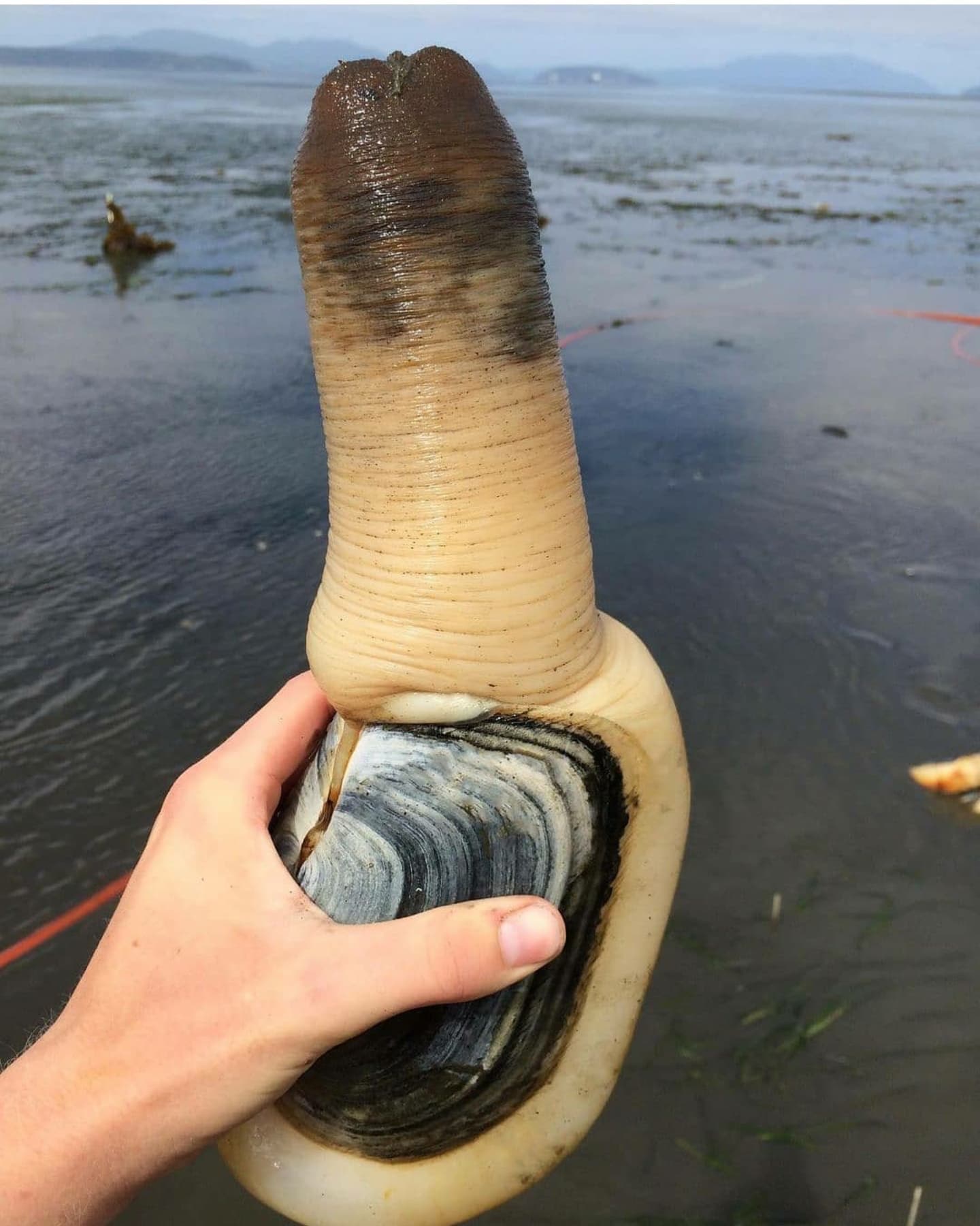 Geoduck - Fresh Mirugai | Pacific Wild Pick