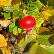 Load image into Gallery viewer, tasty wild rosehips
