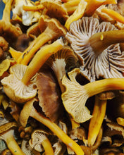 Load image into Gallery viewer, what do winter chanterelles taste like?
