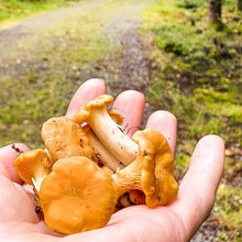 Load image into Gallery viewer, Fresh golden chanterelle
