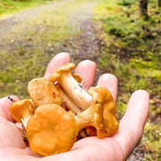 Fresh golden chanterelle