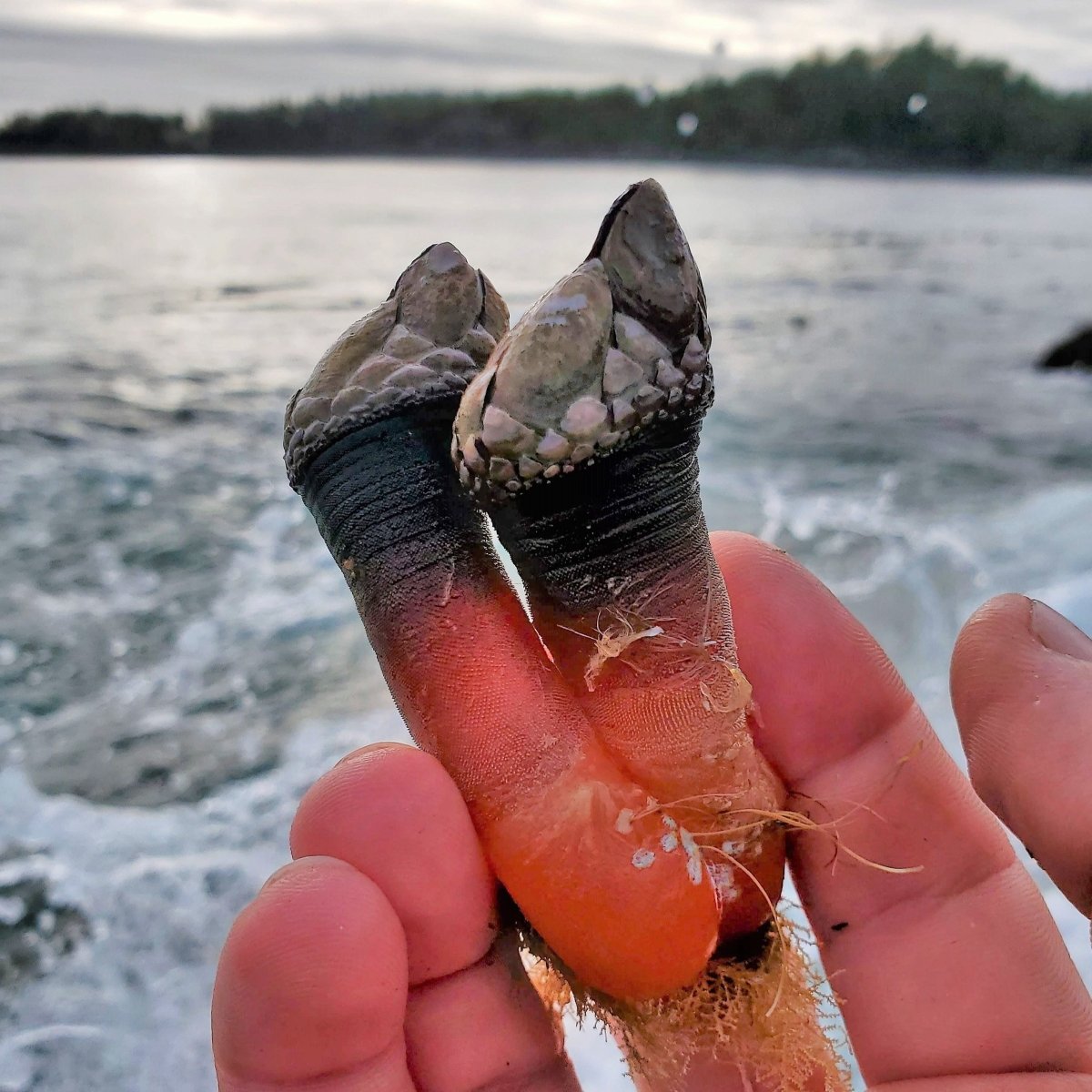 Barnacle Rope Gooseneck Barnacle