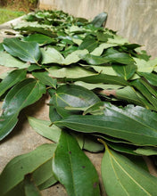 Load image into Gallery viewer, Bay Leaf- Wild Hand Picked - Pacific Wild Pick
