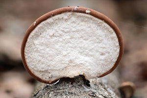Birch Polyspore Mushroom - Pacific Wild Pick
