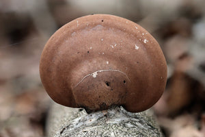 Medicinal mushrooms for tinctures