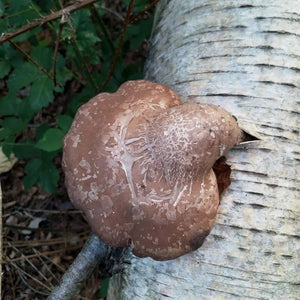 Birch Polyspore Mushroom - Pacific Wild Pick