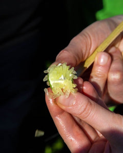 California Green Finger Limes - Pacific Wild Pick