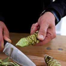 Load image into Gallery viewer, California Wasabi Roots - Same Day Shipping - Pacific Wild Pick
