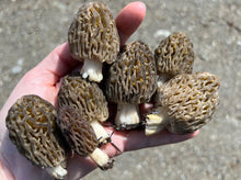 Load image into Gallery viewer, Canadian Fire Morel Mushrooms- Next Day Shipping - Pacific Wild Pick
