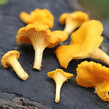 Load image into Gallery viewer, Chanterelle Mushrooms -Next Day Shipping - Pacific Wild Pick
