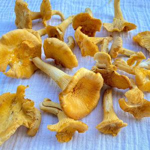 Chanterelle Mushrooms -Next Day Shipping - Pacific Wild Pick