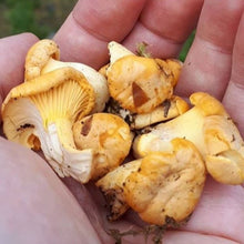 Load image into Gallery viewer, Chanterelle Mushrooms -Next Day Shipping - Pacific Wild Pick
